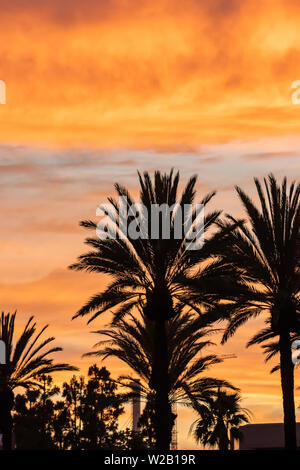 Silhouette of palm trees against sunset sky Banque D'Images