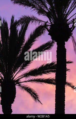 Silhouette of palm trees against sunset sky Banque D'Images