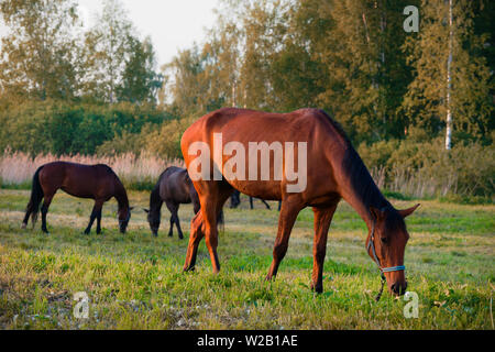 Les chevaux paissent dans la prairie Banque D'Images