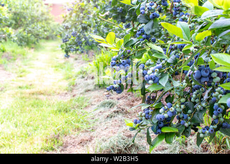 Rangée de buissons de bleuets avec des fruits mûrs sur la plantation de petits fruits Banque D'Images