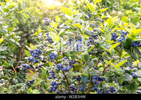 Bush de bleuets avec des fruits mûrs sur la plantation de petits fruits. Vaccinium corymbosum. Banque D'Images