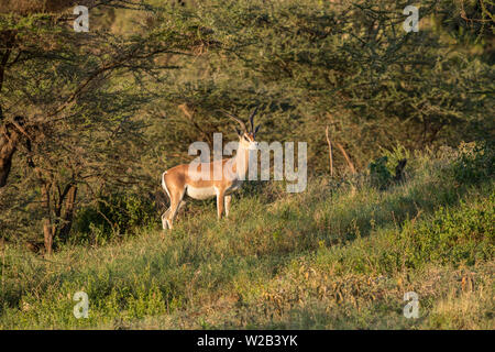 Gazelle de subventions, le cratère du Ngorongoro Banque D'Images