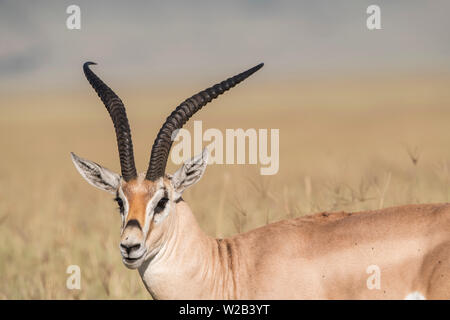 Gazelle de subventions, le Parc National du Serengeti Banque D'Images