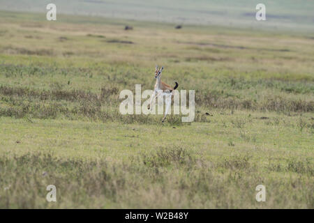 La gazelle de Thomson stotting Banque D'Images