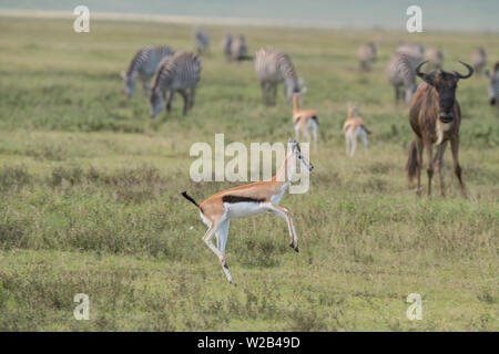 La gazelle de Thomson stotting Banque D'Images