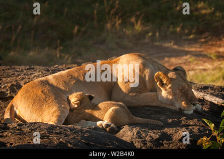 Lion cub suckling sa mère au petit matin sur les Masai Mara, Kenya Banque D'Images