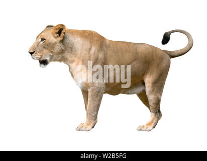 Femme lion (Panthera leo) Balade isolé sur fond blanc Banque D'Images