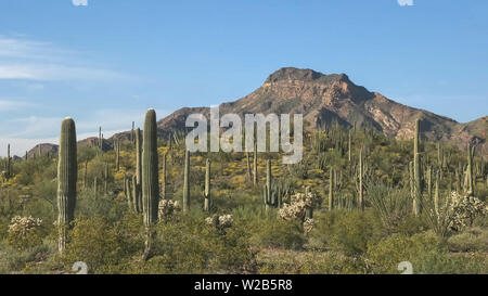 Après-midi tourné d'un organe pipe cactus et tillotson pic en Arizona Banque D'Images