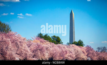 Le Monument de Washington à Washington, DC durant la Cherry Blossom Festival. Banque D'Images