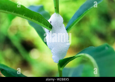 De Gros plan sur une mousse Spittlebug plante feuillue Banque D'Images