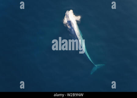 La baleine bleue, un grand mammifère marin, se lève pour l'air Banque D'Images