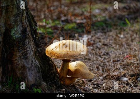Un beau brun se développe hors des champignons à la base de l'arbre Banque D'Images