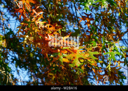Les différentes nuances de couleur de la feuille sur un arbre d'automne Banque D'Images