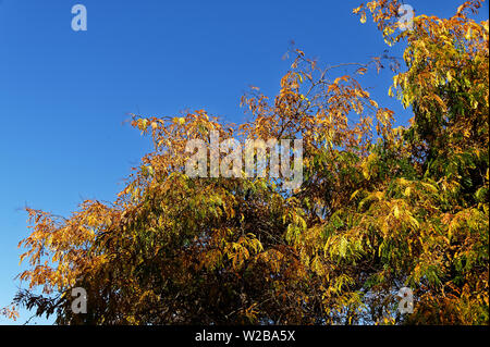 Un ciel bleu est la toile de fond de feuilles d'automne sur un arbre Banque D'Images