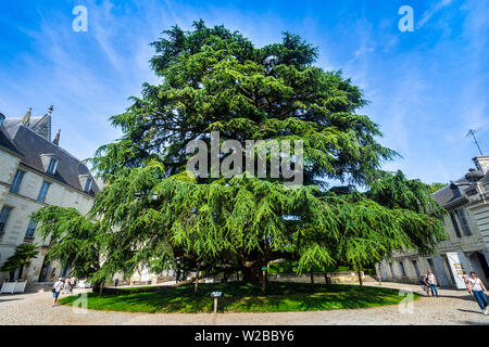 Grand cèdre du Liban planté (1804) dans le jardin de la cathédrale Saint Gatien, Tours, France. Banque D'Images