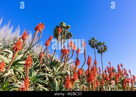 Fleurs d'aloès orange contre le ciel bleu Banque D'Images