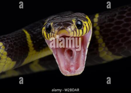 Serpent Boiga dendrophila Mangrove (dendrophila) Banque D'Images