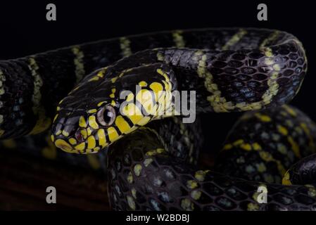 Mangrove Luzon (serpent Boiga dendrophila divergens) Banque D'Images