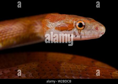 Le maïs rouge serpent (Pantherophis guttatus) Banque D'Images