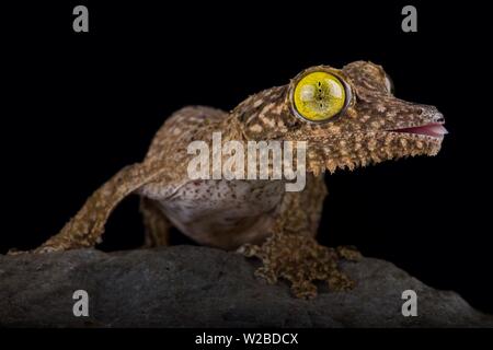 Henkel's gecko à queue de feuille (Uroplatus henkeli) Banque D'Images