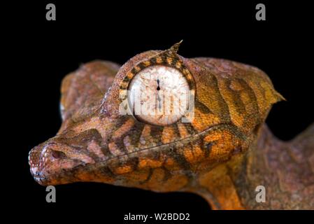 Spearpoint gecko à queue de feuille (Uroplatus ebenaui) Banque D'Images