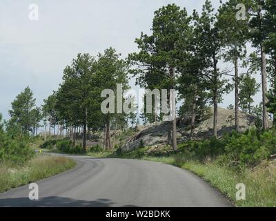 Route sinueuse avec de grands grands arbres le long de la route des aiguilles à Custer State Park, dans le Dakota du Sud. Banque D'Images