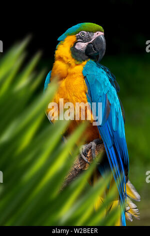 Close up portrait Parrot Jungle en feuille avec Banque D'Images