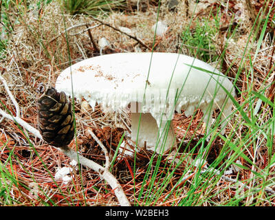 Close-up of a white champignon poussant dans les bois Banque D'Images