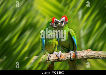 Close up portrait Parrot Jungle en feuille avec Banque D'Images