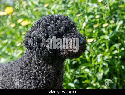 Labradoodle noir assis avec les yeux fermés et à la recherche d'un côté Banque D'Images