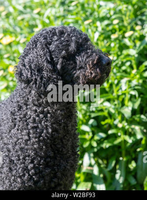 Labradoodle noir assis avec les yeux fermés et à la recherche d'un côté Banque D'Images