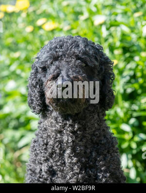 Labradoodle noir assis avec les yeux fermés et à la recherche d'un côté Banque D'Images