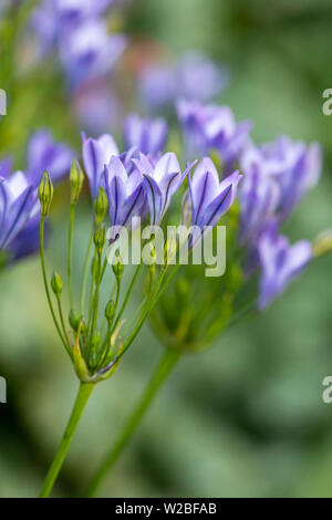 Agapanthus nain plantes en pleine floraison Banque D'Images