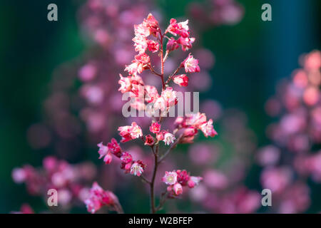 Fleurs de Heuchera capturées dans un puits de lumière du soleil Banque D'Images