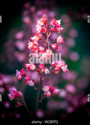 Fleurs de Heuchera capturées dans un puits de lumière du soleil Banque D'Images