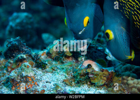 Magnifiques poissons-anges à la recherche de nourriture sur un récif de corail dans les Caraïbes, Providenciales, Îles Turques et Caïques. Les anges sont souvent vus swi Banque D'Images