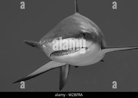 Requin de récif des Caraïbes les patrouilles de belles eaux bleues claires et récifs colorés de Turcs et Caicos à un repas. Banque D'Images