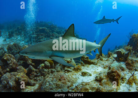 Requin de récif des Caraïbes sur le vagabondage pour un repas dans les îles Turques et Caïques. Banque D'Images