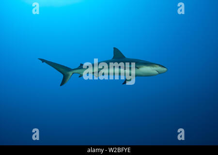 Les requins de récif des Caraïbes sur le vagabondage pour un repas dans les îles Turques et Caïques. Banque D'Images