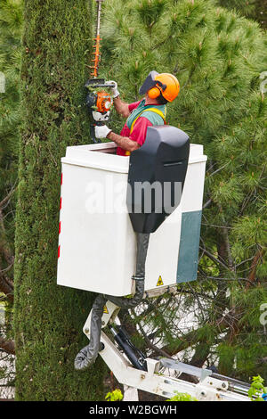 Un élagage travailleur équipé d'une grue sur Cypress. Travaux de jardinage Banque D'Images