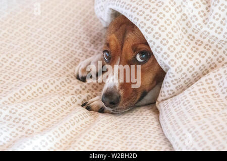 Chien de terrier mixte sous les couvertures Banque D'Images