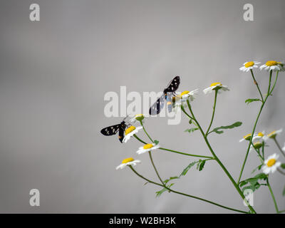 Ceinture jaune Burnett sur les papillons fleurs daisy sauvages. Amata phegea anciennement Syntomis phegea. Aka neuf points d'amphibien. Fond uni. Banque D'Images