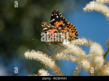 Un papillon belle dame (Vanessa cardui) aka un cosmopolite aux Etats Unis, en sirotant de nectar. Banque D'Images