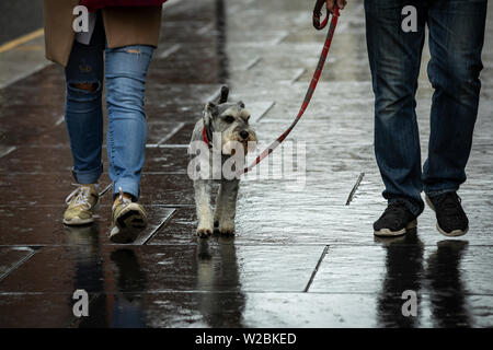 Un couple est un terrier écossais marche en laisse sur un jour de pluie en Ecosse Banque D'Images