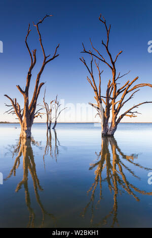 L'Australie, l'Australie, Murray River Valley, Barmera, Lake Bonney, arbres pétrifiés, coucher du soleil Banque D'Images