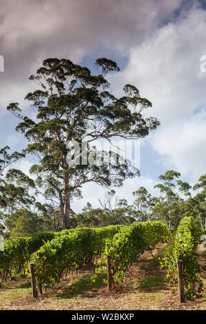 L'Australie, l'ouest de l'Australie, le sud-ouest, au Danemark, Forrest Hill Winery vineyard Banque D'Images