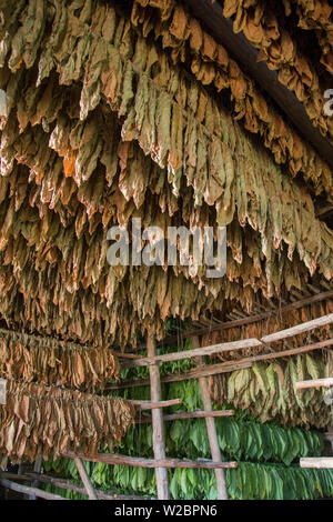 Chambre de séchage à l'Alejandro Robaina plantation de tabac, province de Pinar del Rio, Cuba Banque D'Images