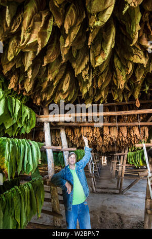 Chambre de séchage à l'Alejandro Robaina plantation de tabac, province de Pinar del Rio, Cuba Banque D'Images