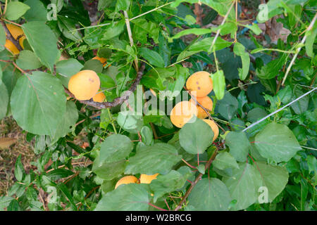 L'abricotier orange avec les branches et les feuilles et les fruits. Banque D'Images