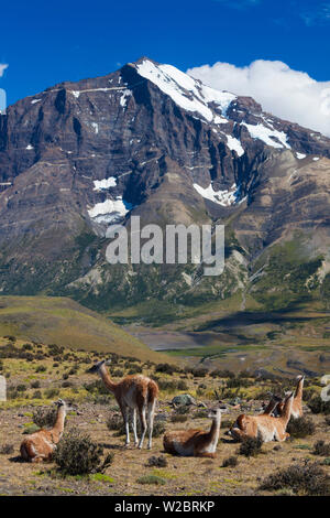 Le Chili, région de Magallanes, Parc National Torres del Paine, Cobourg, lama guanicoe Banque D'Images